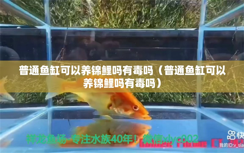 普通魚缸可以養(yǎng)錦鯉嗎有毒嗎（普通魚缸可以養(yǎng)錦鯉嗎有毒嗎）