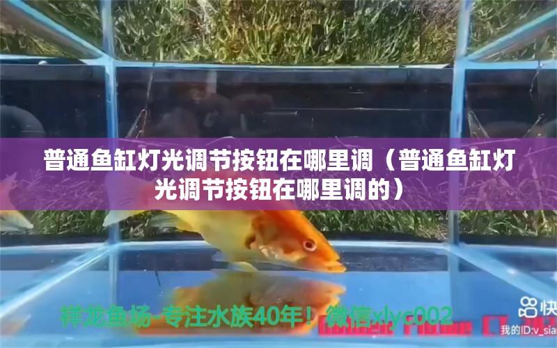 普通魚缸燈光調(diào)節(jié)按鈕在哪里調(diào)（普通魚缸燈光調(diào)節(jié)按鈕在哪里調(diào)的）