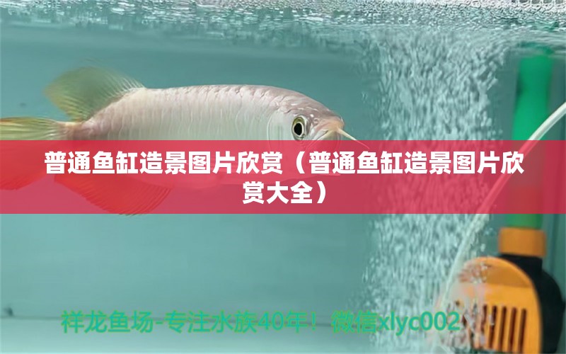 普通魚缸造景圖片欣賞（普通魚缸造景圖片欣賞大全）