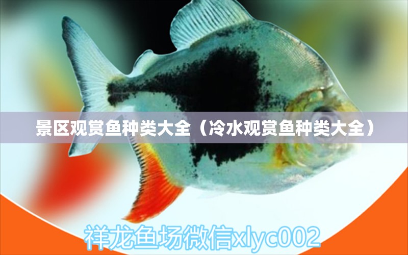 景區(qū)觀賞魚(yú)種類大全（冷水觀賞魚(yú)種類大全） 廣州龍魚(yú)批發(fā)市場(chǎng)