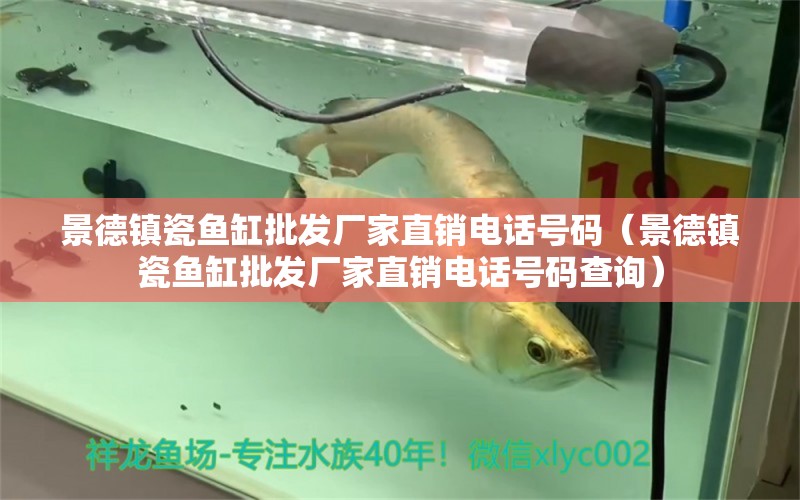 景德鎮(zhèn)瓷魚缸批發(fā)廠家直銷電話號(hào)碼（景德鎮(zhèn)瓷魚缸批發(fā)廠家直銷電話號(hào)碼查詢） 非洲象鼻魚