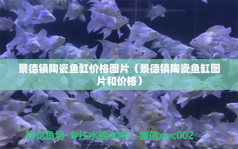 景德鎮(zhèn)陶瓷魚缸價格圖片（景德鎮(zhèn)陶瓷魚缸圖片和價格）