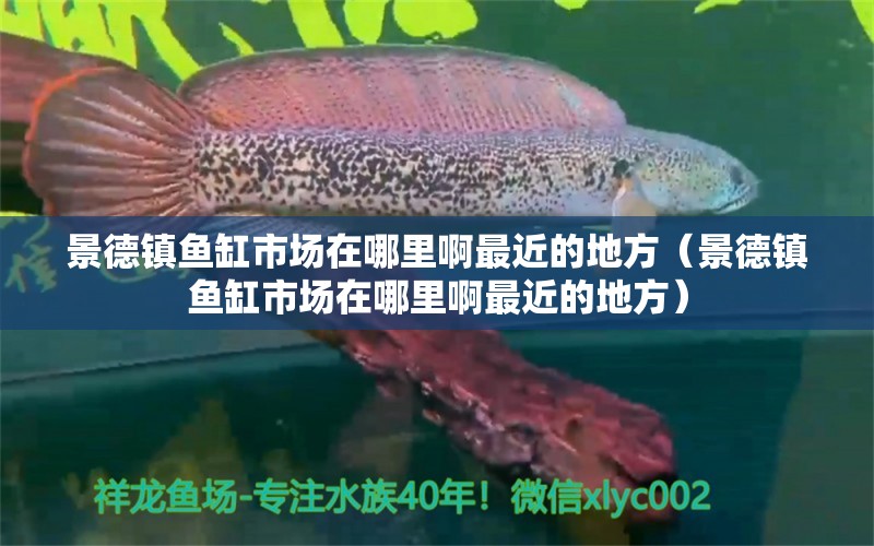 景德鎮(zhèn)魚缸市場在哪里啊最近的地方（景德鎮(zhèn)魚缸市場在哪里啊最近的地方） 水族世界