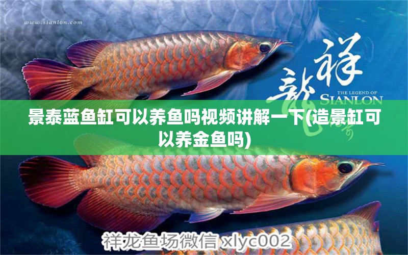 景泰藍(lán)魚缸可以養(yǎng)魚嗎視頻講解一下(造景缸可以養(yǎng)金魚嗎)