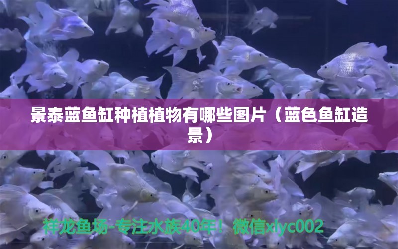 景泰藍魚缸種植植物有哪些圖片（藍色魚缸造景） 貓貓