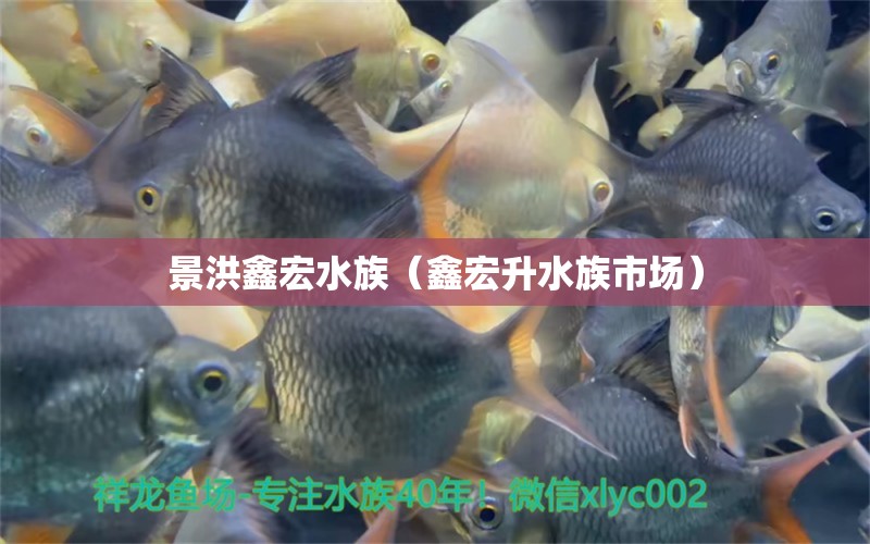 景洪鑫宏水族（鑫宏升水族市場(chǎng)） 全國(guó)水族館企業(yè)名錄