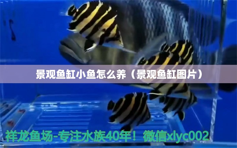 景觀魚缸小魚怎么養(yǎng)（景觀魚缸圖片） 網(wǎng)上購買觀賞魚