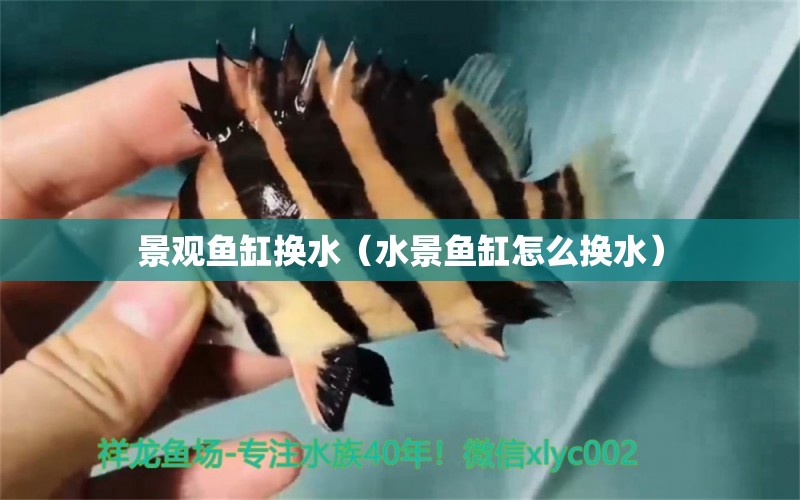 景觀魚缸換水（水景魚缸怎么換水） 龍鳳鯉魚 第2張