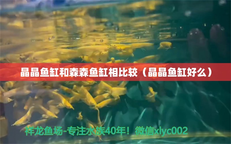 晶晶魚(yú)缸和森森魚(yú)缸相比較（晶晶魚(yú)缸好么） 祥龍水族醫(yī)院