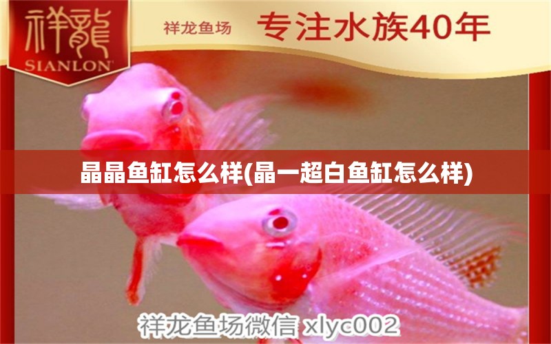 晶晶魚缸怎么樣(晶一超白魚缸怎么樣) 黃金達摩魚