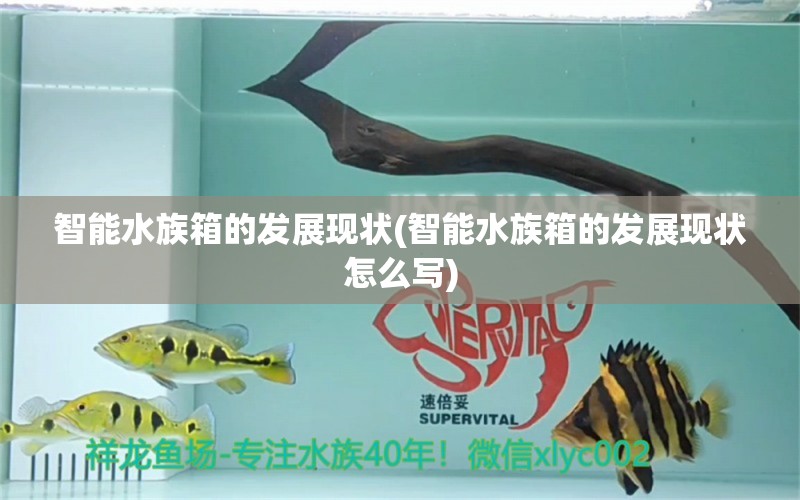 智能水族箱的發(fā)展現(xiàn)狀(智能水族箱的發(fā)展現(xiàn)狀怎么寫) 魚缸/水族箱