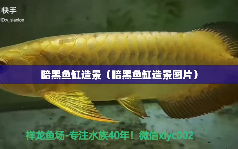 暗黑魚缸造景（暗黑魚缸造景圖片）