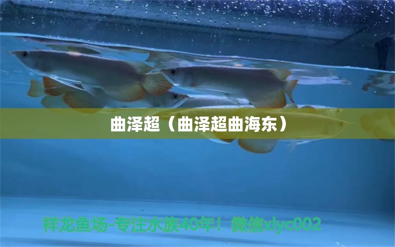 曲澤超（曲澤超曲海東） 全國水族館企業(yè)名錄