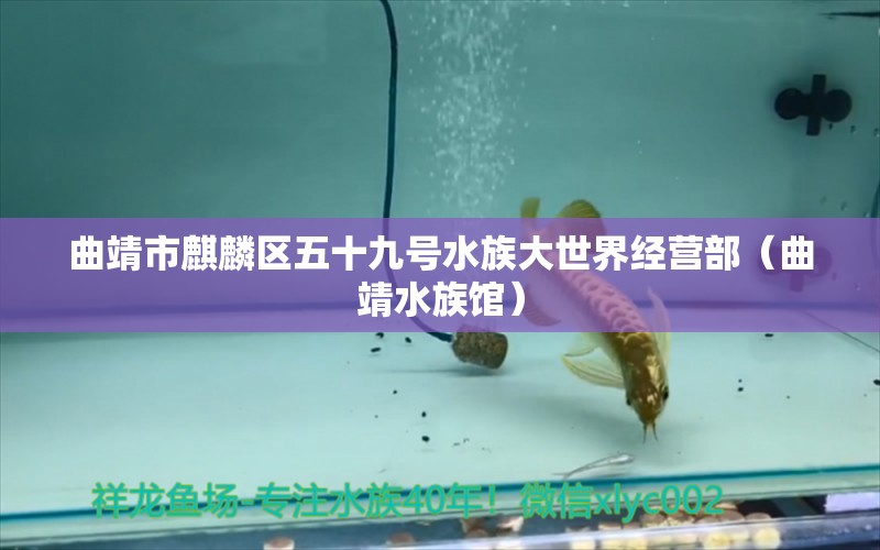 曲靖市麒麟?yún)^(qū)五十九號(hào)水族大世界經(jīng)營(yíng)部（曲靖水族館） 全國(guó)水族館企業(yè)名錄