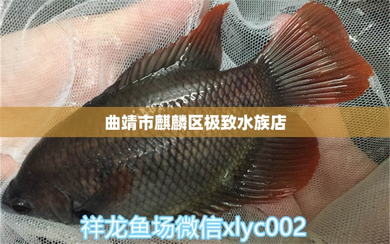 曲靖市麒麟?yún)^(qū)極致水族店 全國水族館企業(yè)名錄