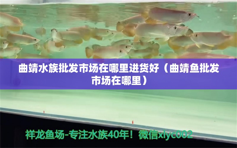 曲靖水族批發(fā)市場在哪里進(jìn)貨好（曲靖魚批發(fā)市場在哪里） 觀賞魚水族批發(fā)市場