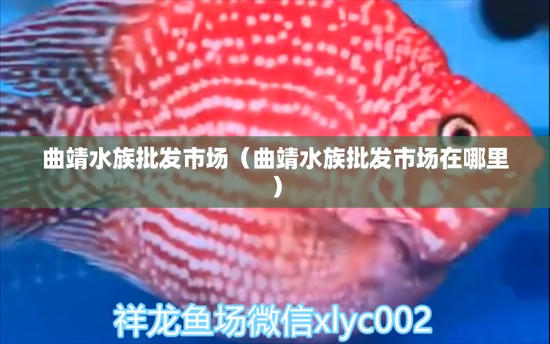 曲靖水族批發(fā)市場(chǎng)（曲靖水族批發(fā)市場(chǎng)在哪里） 觀賞魚水族批發(fā)市場(chǎng)