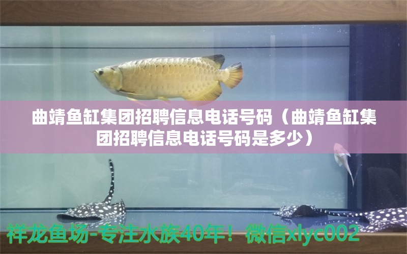 曲靖魚缸集團招聘信息電話號碼（曲靖魚缸集團招聘信息電話號碼是多少） 白子黑帝王魟魚