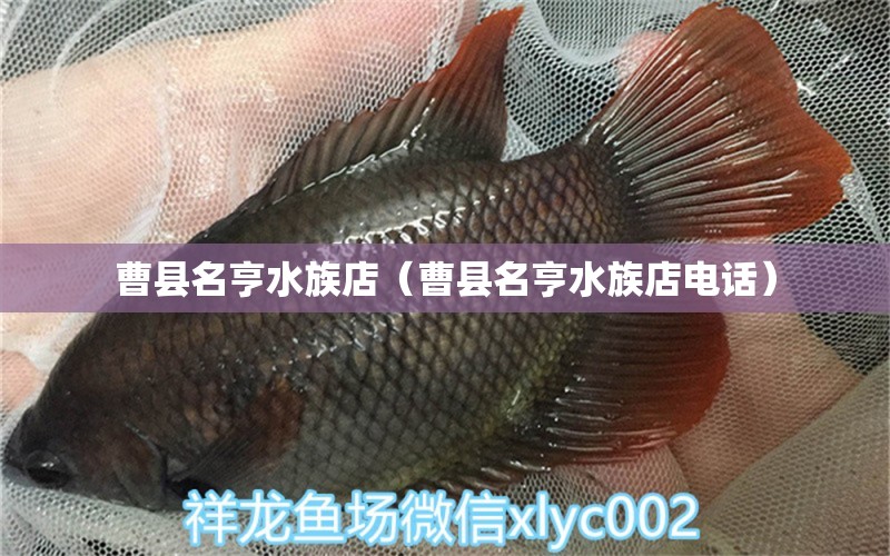 曹縣名亨水族店（曹縣名亨水族店電話）