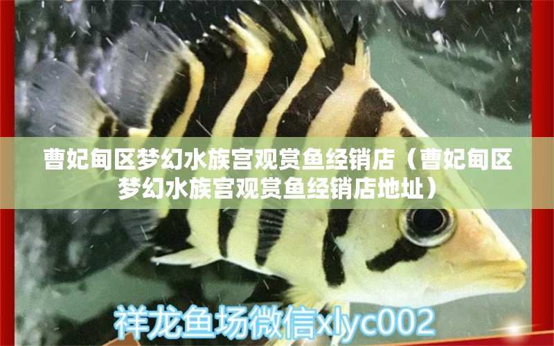 曹妃甸區(qū)夢幻水族宮觀賞魚經(jīng)銷店（曹妃甸區(qū)夢幻水族宮觀賞魚經(jīng)銷店地址）