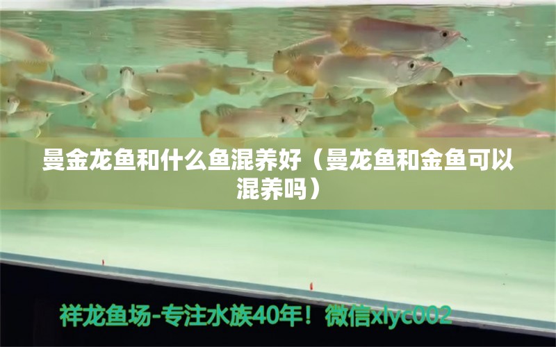 曼金龍魚和什么魚混養(yǎng)好（曼龍魚和金魚可以混養(yǎng)嗎）