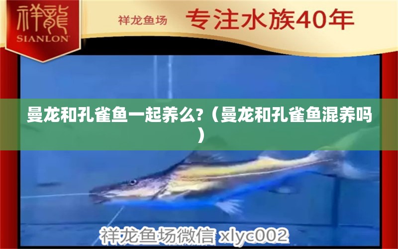 曼龍和孔雀魚一起養(yǎng)么?（曼龍和孔雀魚混養(yǎng)嗎） 廣州龍魚批發(fā)市場(chǎng)