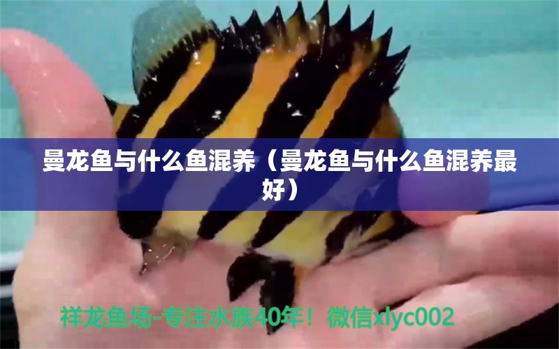 曼龍魚與什么魚混養(yǎng)（曼龍魚與什么魚混養(yǎng)最好）