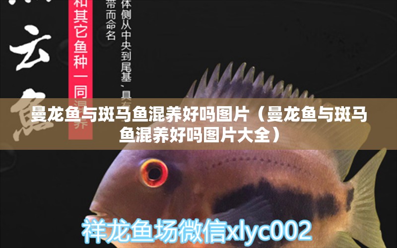 曼龍魚(yú)與斑馬魚(yú)混養(yǎng)好嗎圖片（曼龍魚(yú)與斑馬魚(yú)混養(yǎng)好嗎圖片大全） 廣州龍魚(yú)批發(fā)市場(chǎng)