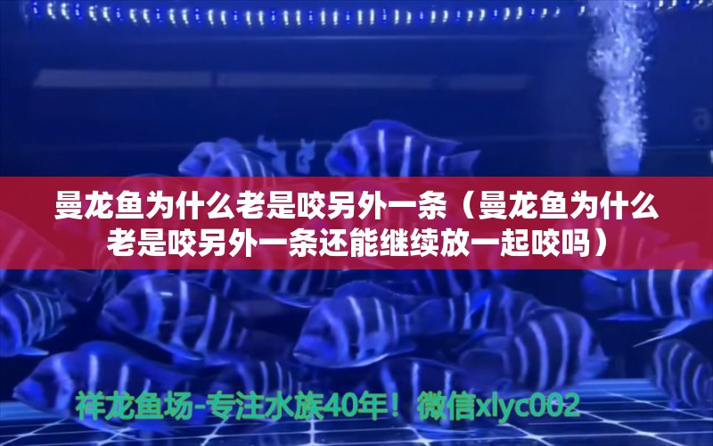 曼龍魚為什么老是咬另外一條（曼龍魚為什么老是咬另外一條還能繼續(xù)放一起咬嗎）