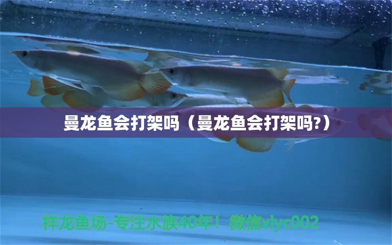 曼龍魚會打架嗎（曼龍魚會打架嗎?） 廣州龍魚批發(fā)市場