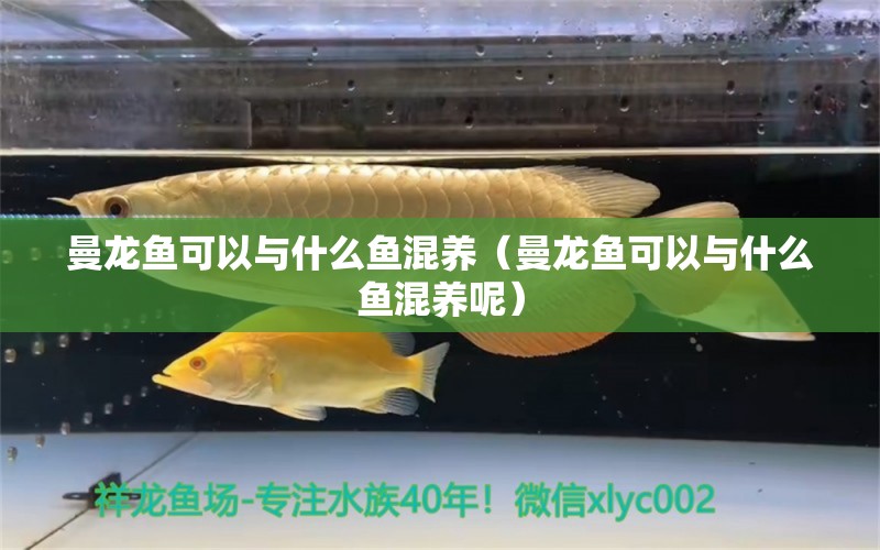 曼龍魚可以與什么魚混養(yǎng)（曼龍魚可以與什么魚混養(yǎng)呢） 黃金斑馬魚