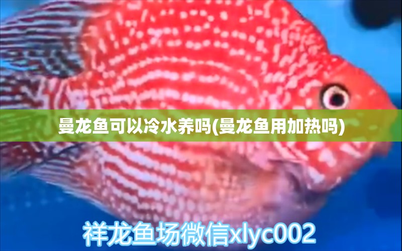 曼龍魚(yú)可以冷水養(yǎng)嗎(曼龍魚(yú)用加熱嗎) 其它水族用具設(shè)備