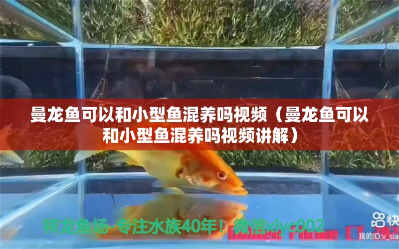 曼龍魚可以和小型魚混養(yǎng)嗎視頻（曼龍魚可以和小型魚混養(yǎng)嗎視頻講解）