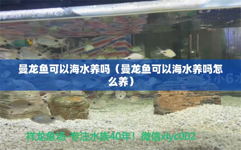 曼龍魚可以海水養(yǎng)嗎（曼龍魚可以海水養(yǎng)嗎怎么養(yǎng)） 廣州龍魚批發(fā)市場(chǎng)