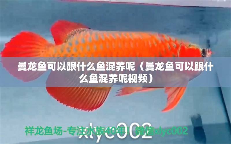 曼龍魚可以跟什么魚混養(yǎng)呢（曼龍魚可以跟什么魚混養(yǎng)呢視頻） 廣州龍魚批發(fā)市場