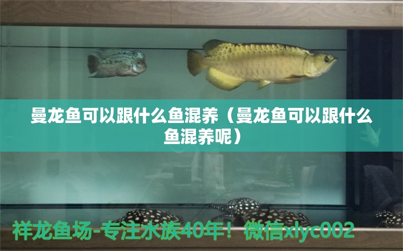 曼龍魚可以跟什么魚混養(yǎng)（曼龍魚可以跟什么魚混養(yǎng)呢）