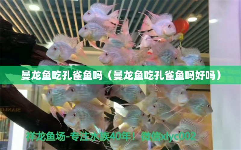 曼龍魚吃孔雀魚嗎（曼龍魚吃孔雀魚嗎好嗎） 廣州龍魚批發(fā)市場