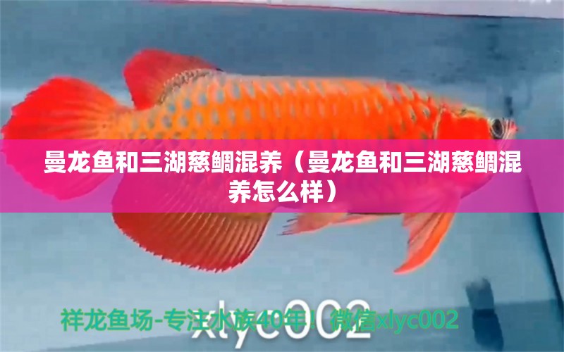 曼龍魚和三湖慈鯛混養(yǎng)（曼龍魚和三湖慈鯛混養(yǎng)怎么樣） 廣州龍魚批發(fā)市場