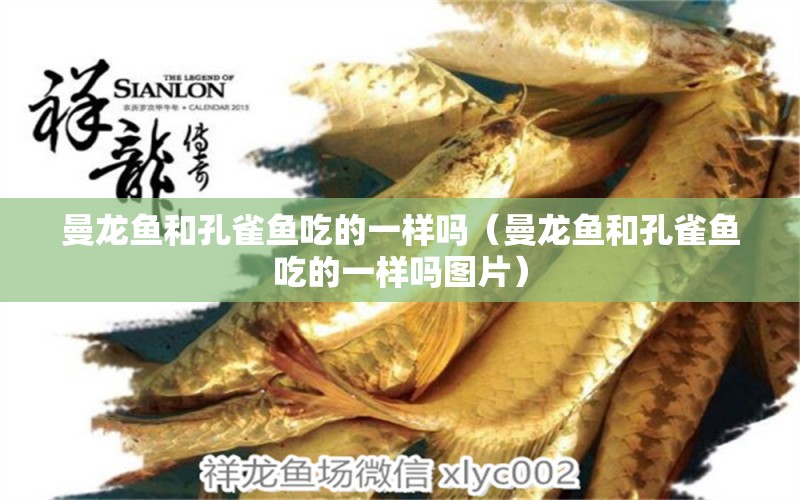 曼龍魚(yú)和孔雀魚(yú)吃的一樣嗎（曼龍魚(yú)和孔雀魚(yú)吃的一樣嗎圖片） 廣州龍魚(yú)批發(fā)市場(chǎng)