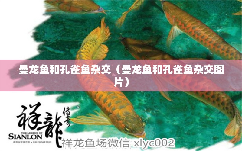 曼龍魚和孔雀魚雜交（曼龍魚和孔雀魚雜交圖片）