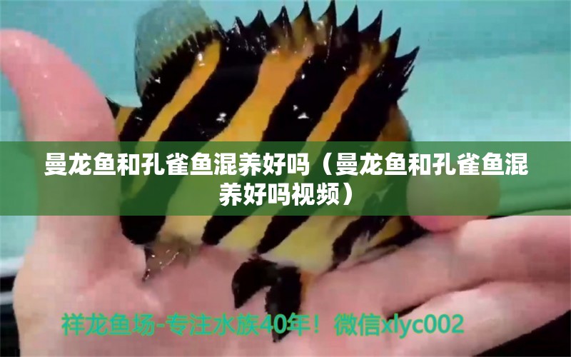 曼龍魚和孔雀魚混養(yǎng)好嗎（曼龍魚和孔雀魚混養(yǎng)好嗎視頻） 廣州龍魚批發(fā)市場