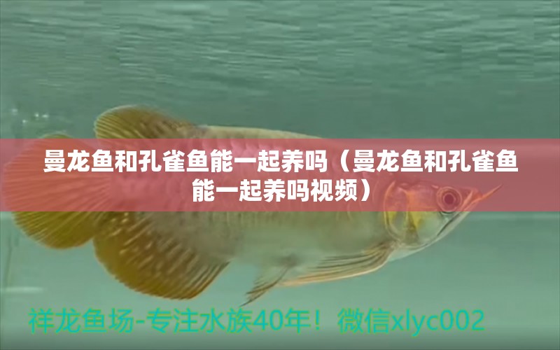 曼龍魚和孔雀魚能一起養(yǎng)嗎（曼龍魚和孔雀魚能一起養(yǎng)嗎視頻）