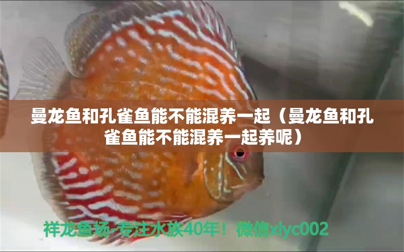 曼龍魚和孔雀魚能不能混養(yǎng)一起（曼龍魚和孔雀魚能不能混養(yǎng)一起養(yǎng)呢）