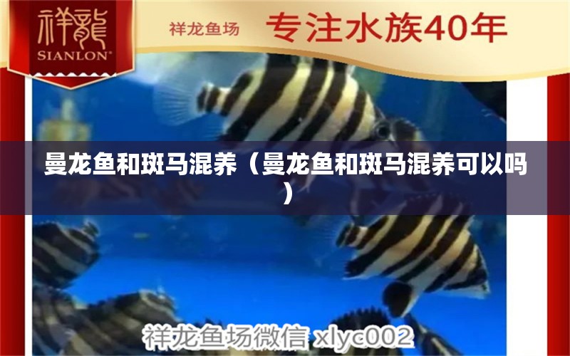 曼龍魚和斑馬混養(yǎng)（曼龍魚和斑馬混養(yǎng)可以嗎） 廣州龍魚批發(fā)市場