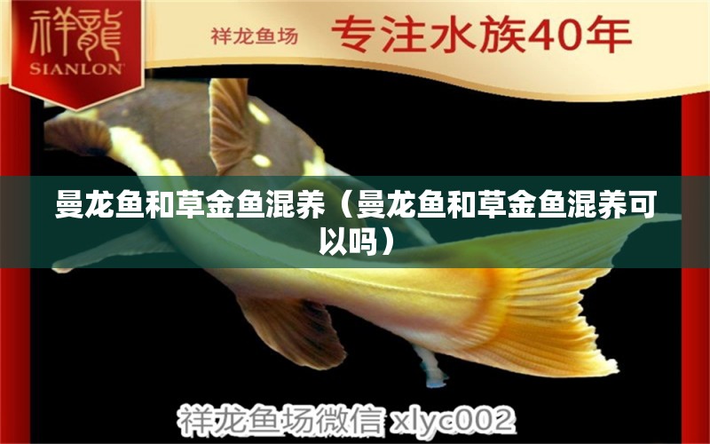 曼龍魚和草金魚混養(yǎng)（曼龍魚和草金魚混養(yǎng)可以嗎） 廣州龍魚批發(fā)市場