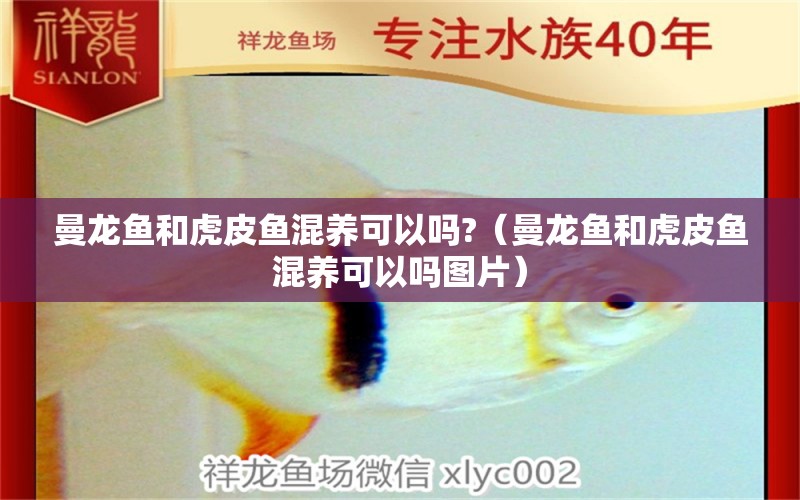 曼龍魚和虎皮魚混養(yǎng)可以嗎?（曼龍魚和虎皮魚混養(yǎng)可以嗎圖片）