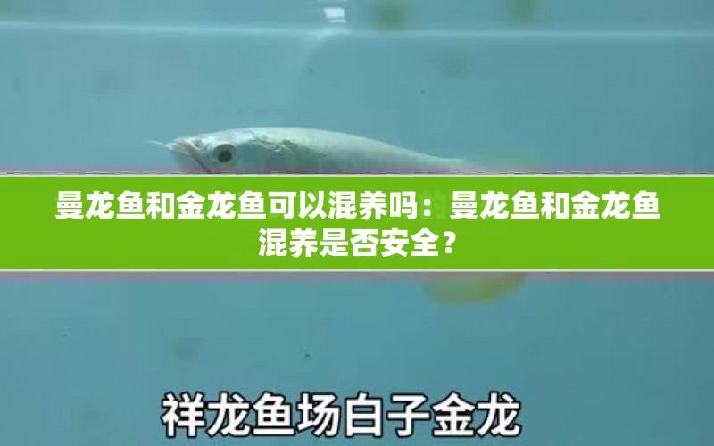 曼龍魚和金龍魚可以混養(yǎng)嗎：曼龍魚和金龍魚混養(yǎng)是否安全？