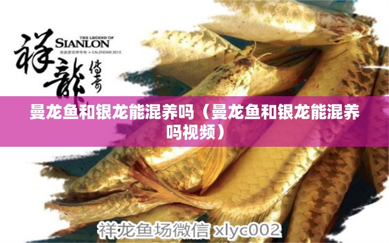 曼龍魚和銀龍能混養(yǎng)嗎（曼龍魚和銀龍能混養(yǎng)嗎視頻） 廣州龍魚批發(fā)市場(chǎng)