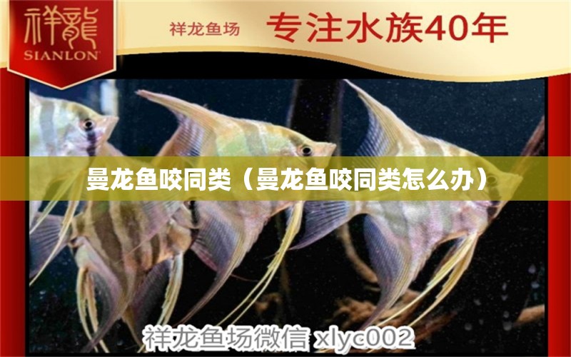 曼龍魚咬同類（曼龍魚咬同類怎么辦）