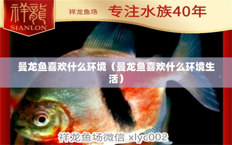 曼龍魚喜歡什么環(huán)境（曼龍魚喜歡什么環(huán)境生活）